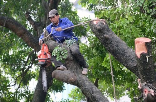 Dịch vụ chặt cây xanh tại Hà Nội GIÁ RẺ - 0985.018.234