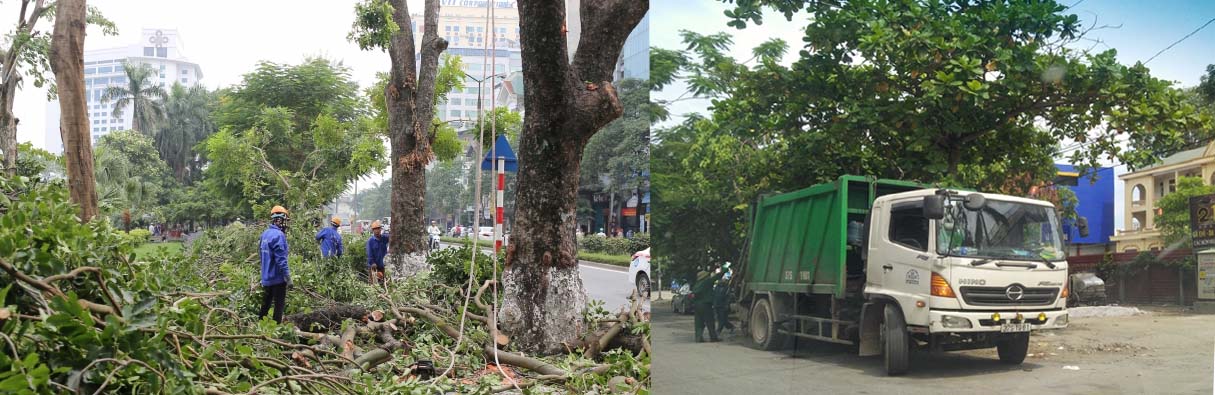 Dịch vụ chặt cây Xanh quận Thanh Xuân