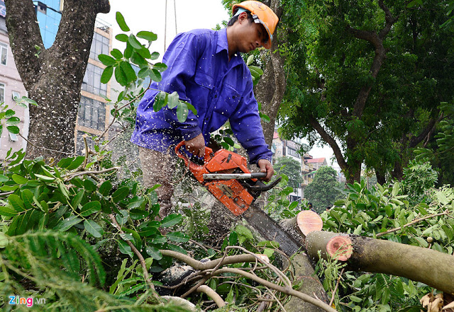 Dịch vụ chặt hạ cây xanh quận Ba Đình